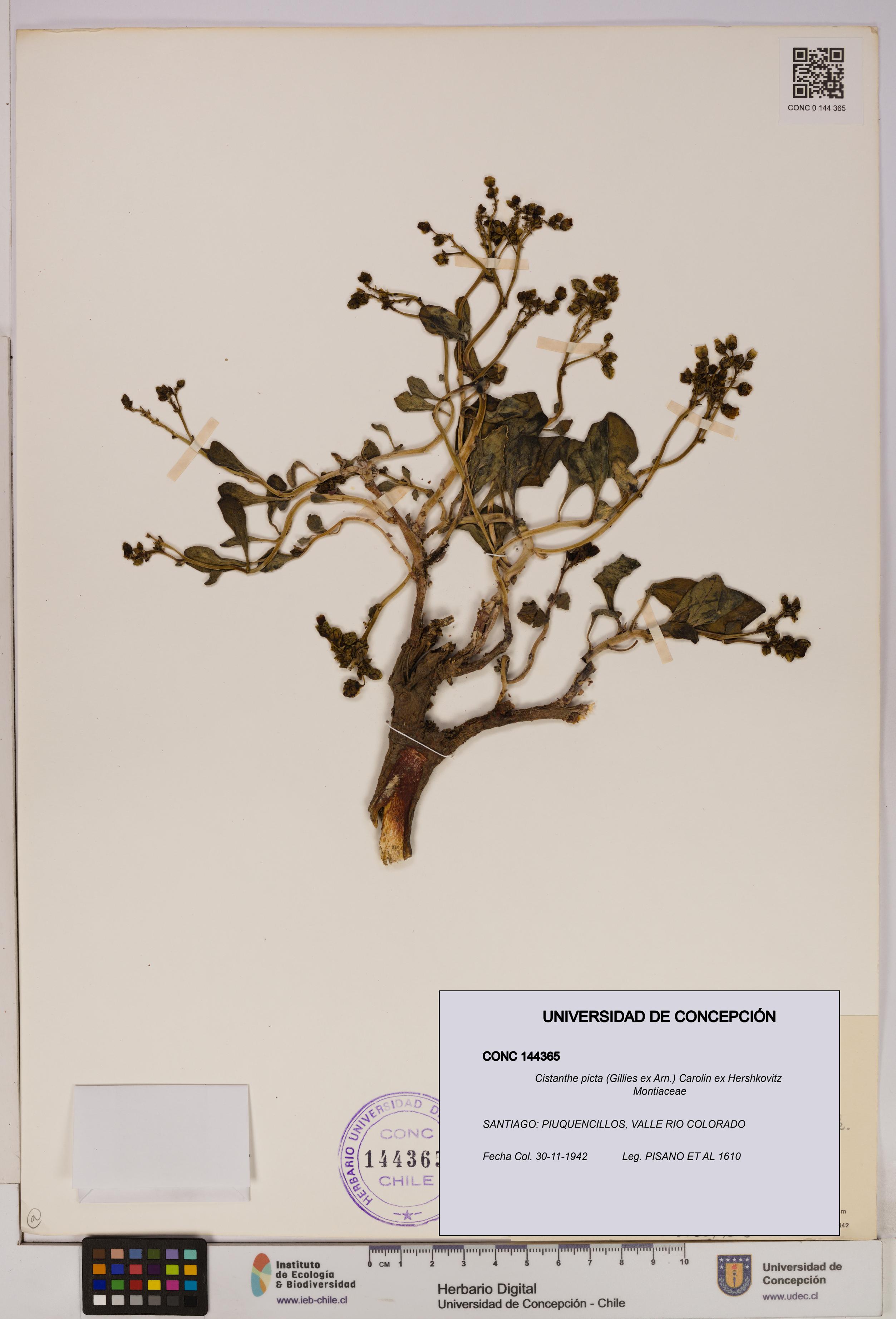 Cistanthe picta [Espécimen: UDEC:CONC:0144365]