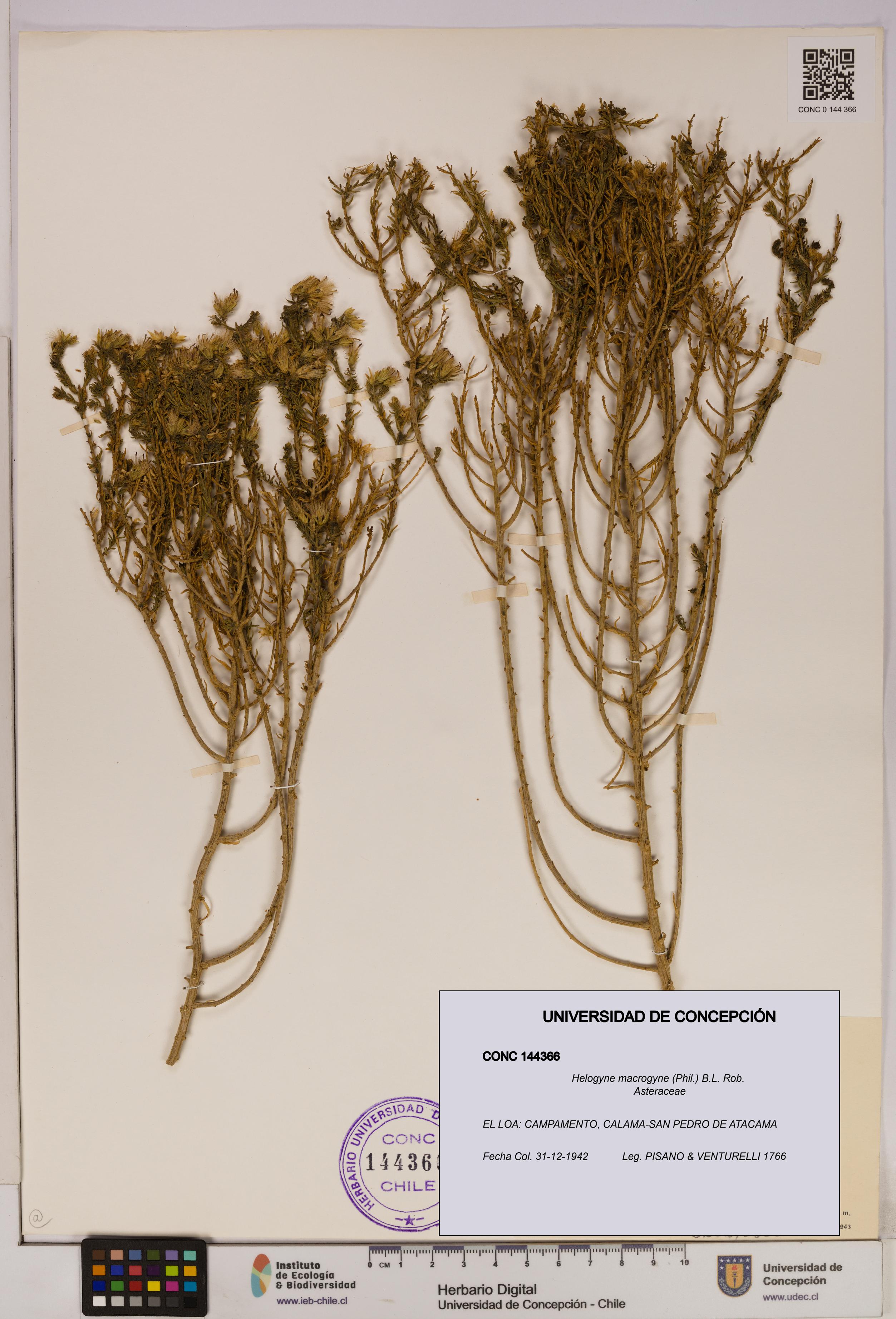 Helogyne macrogyne [Espécimen: UDEC:CONC:0144366]