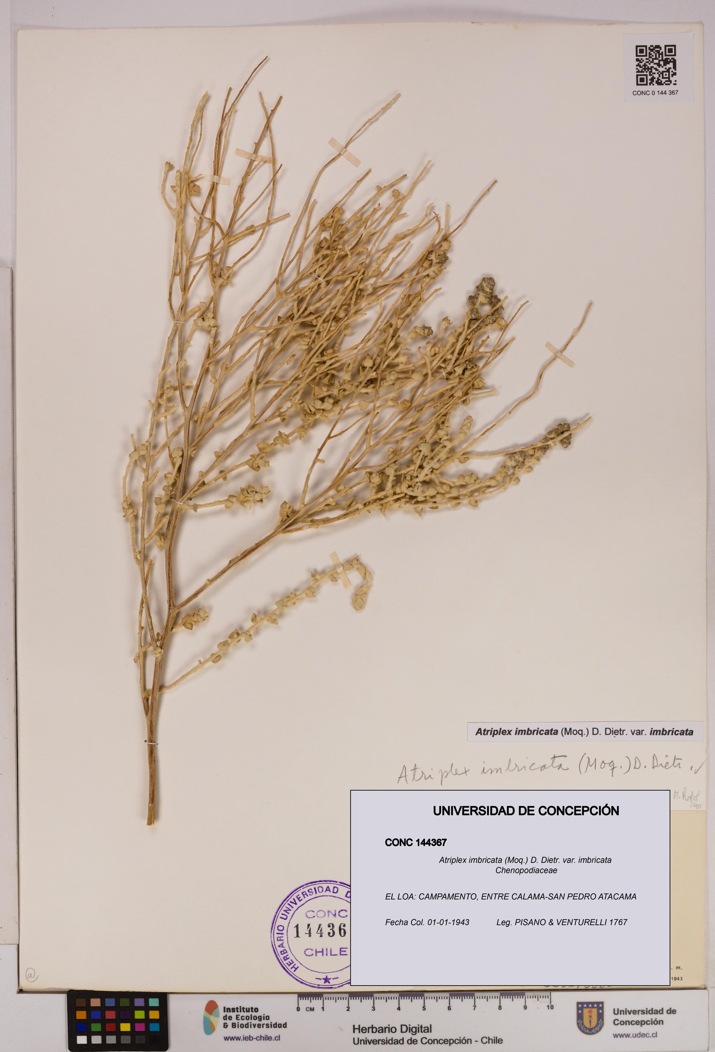 Atriplex imbricata [Espécimen: UDEC:CONC:0144367]