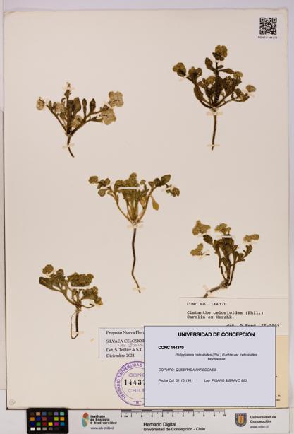 Philippiamra celosioides [Espécimen: ]