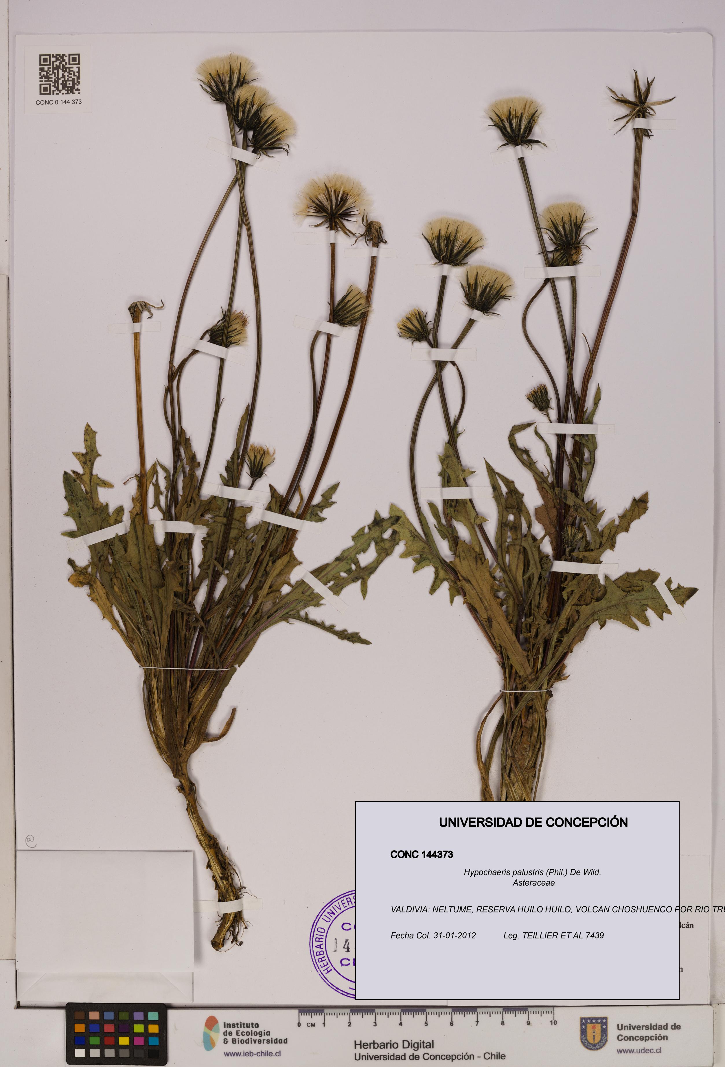 Hypochaeris palustris [Espécimen: UDEC:CONC:0144373]