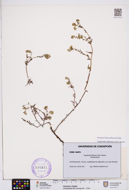 Cryptantha filiformis [Espécimen: ]