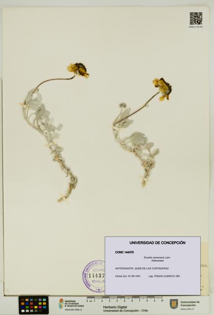 Encelia canescens [Espécimen: UDEC:CONC:0144375]