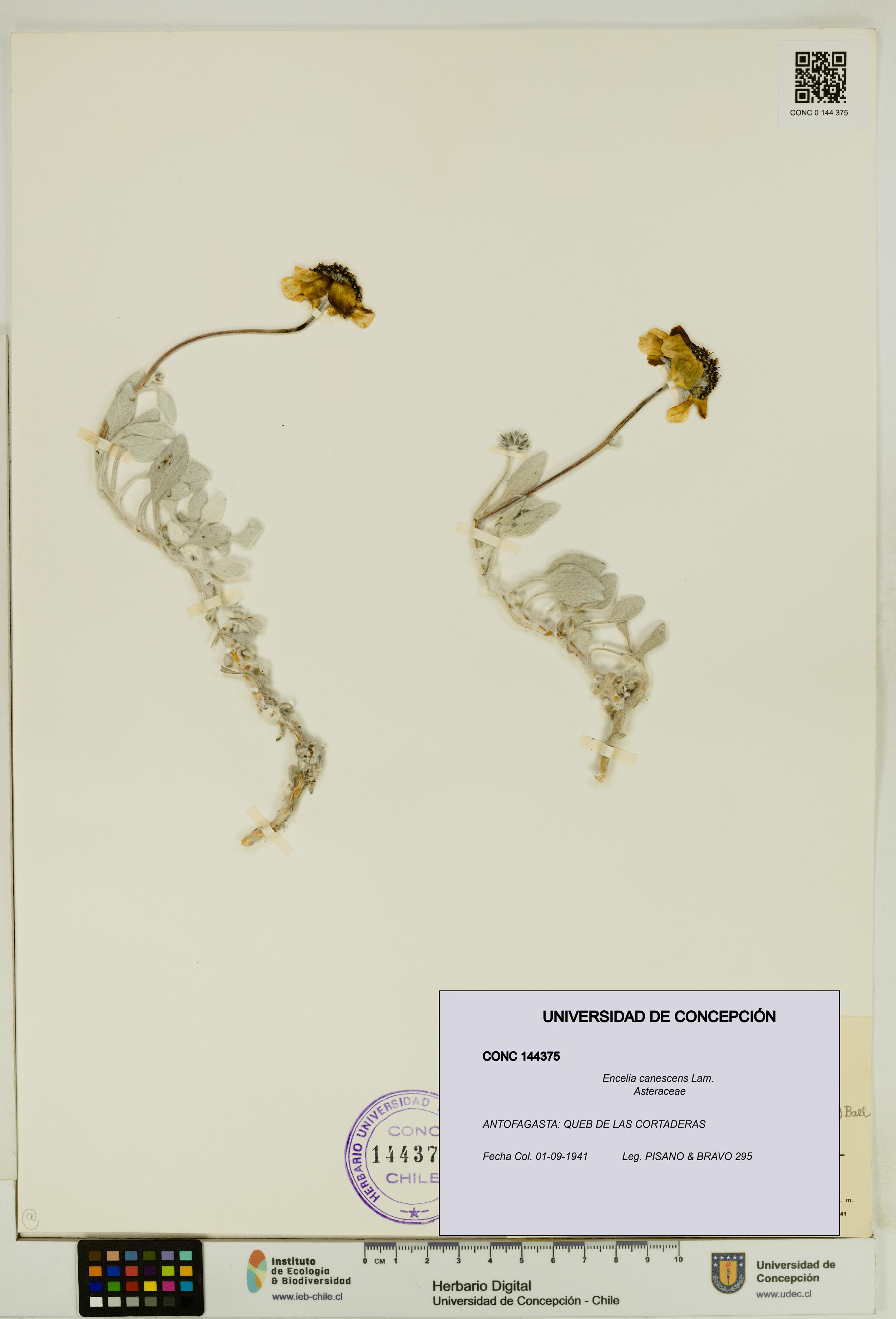 Encelia canescens [Espécimen: UDEC:CONC:0144375]