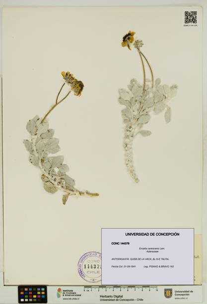 Encelia canescens [Espécimen: UDEC:CONC:0144376]