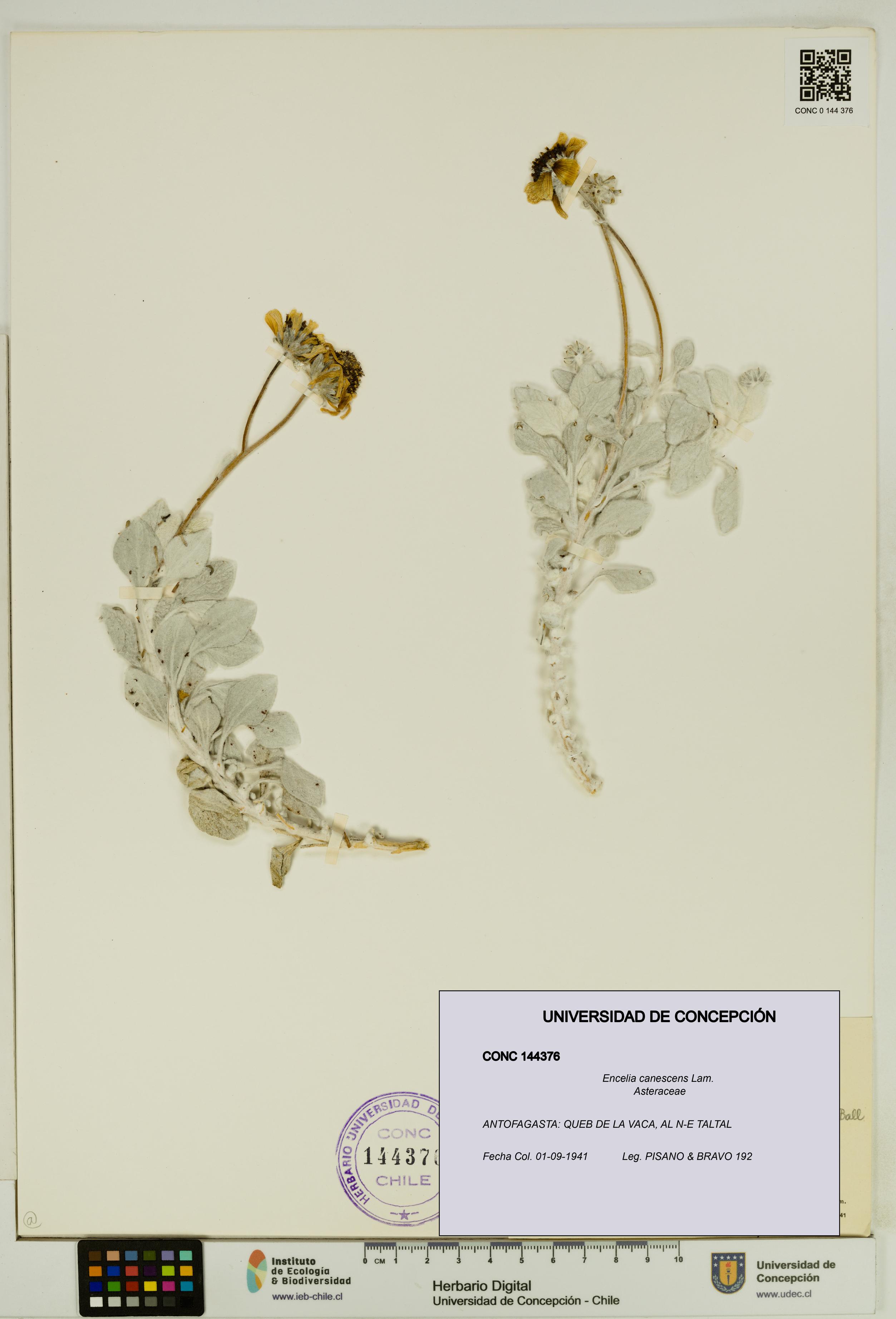 Encelia canescens [Espécimen: UDEC:CONC:0144376]