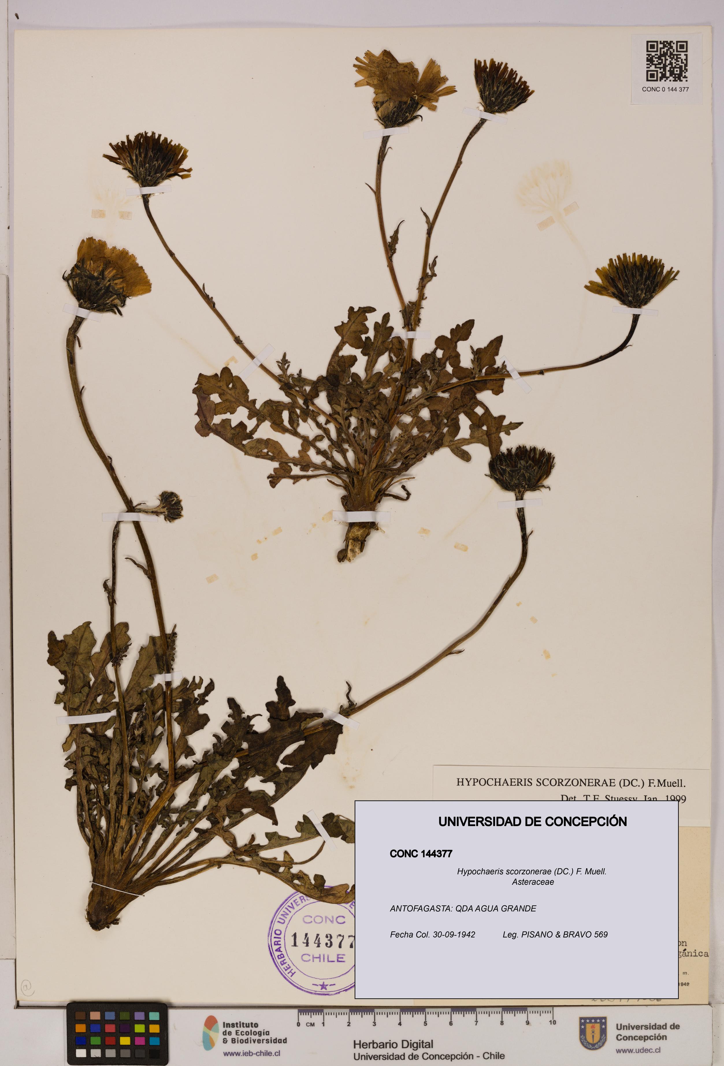 Hypochaeris scorzonerae [Espécimen: UDEC:CONC:0144377]