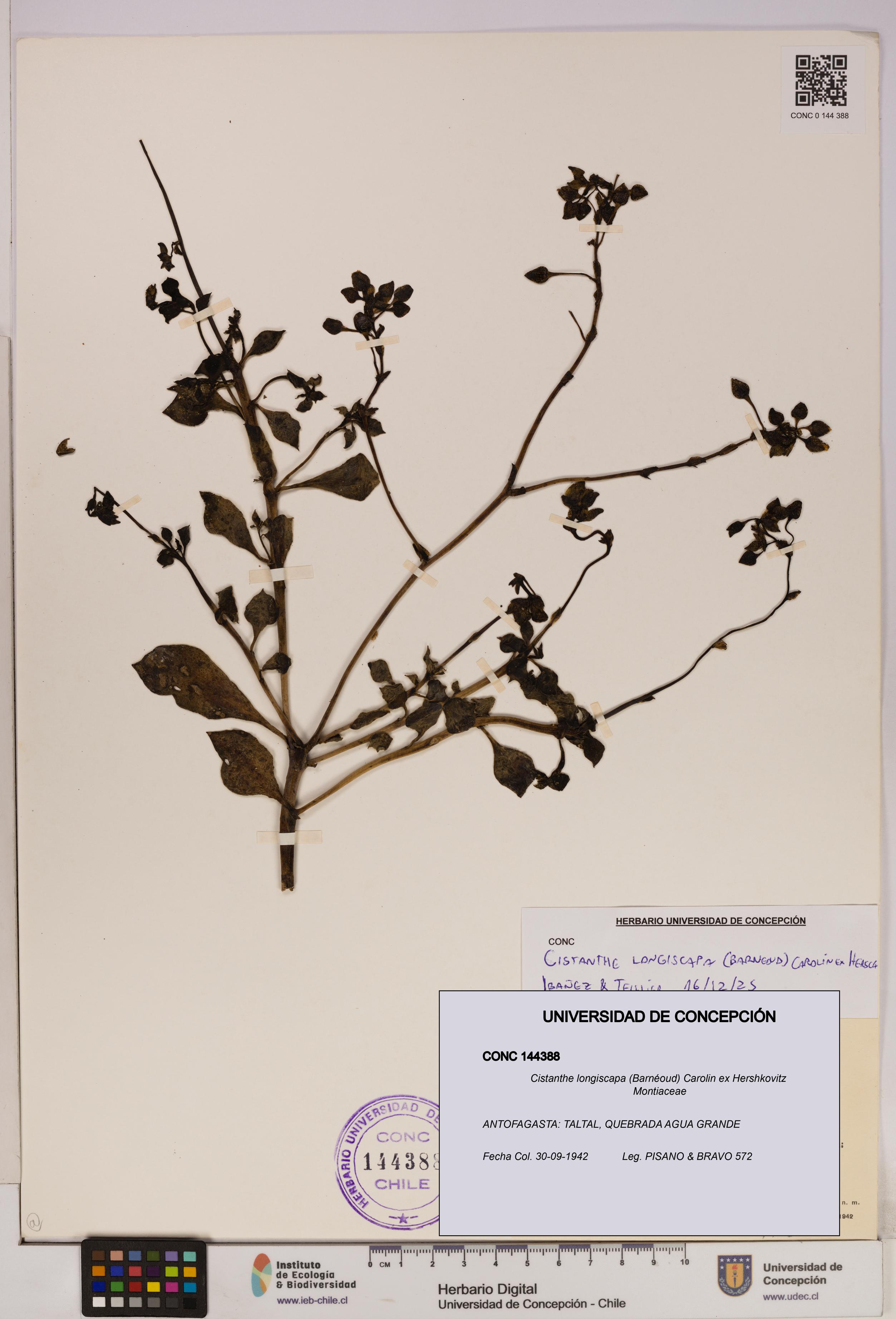 Cistanthe longiscapa [Espécimen: UDEC:CONC:0144388]