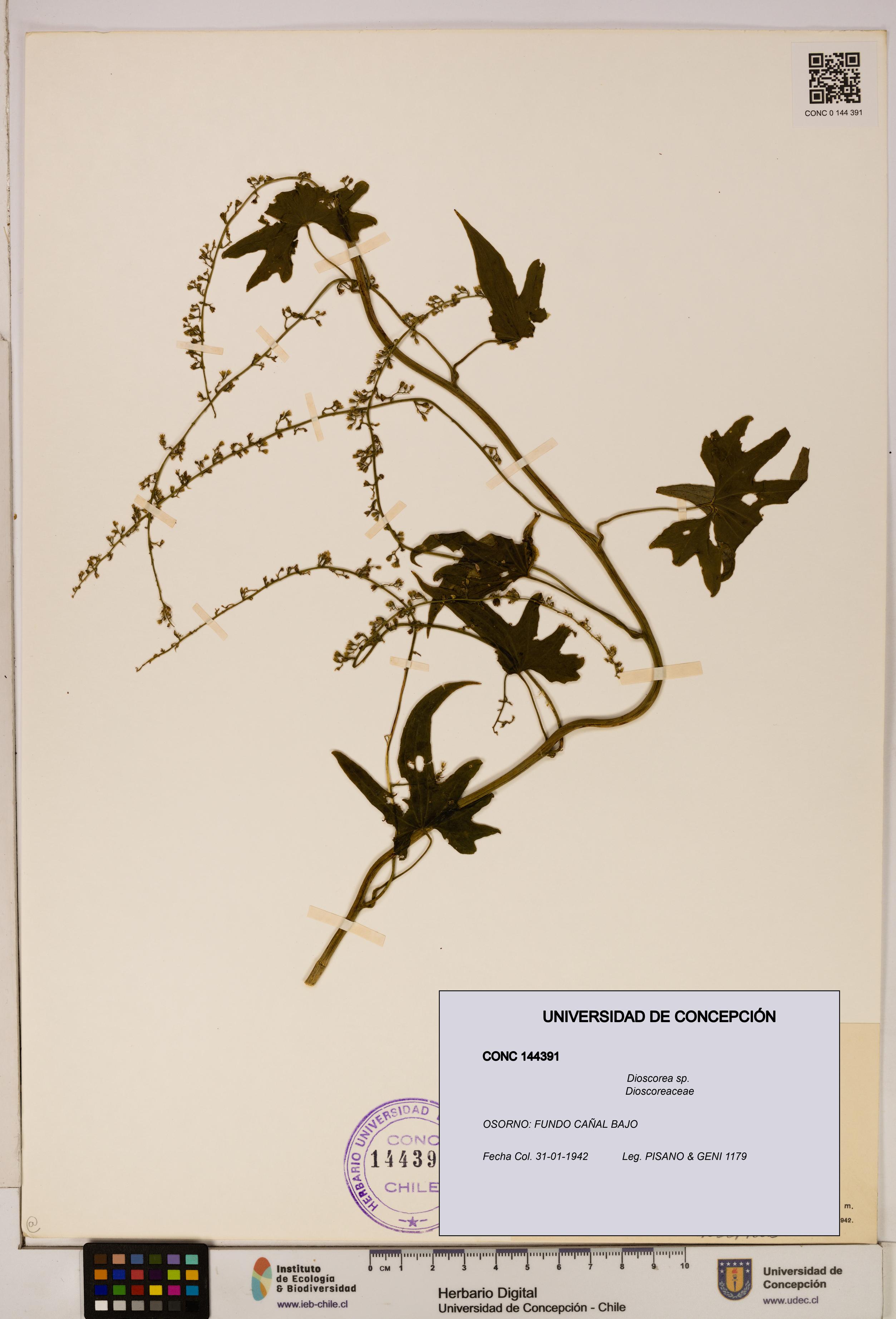 Dioscorea sp. [Espécimen: ]