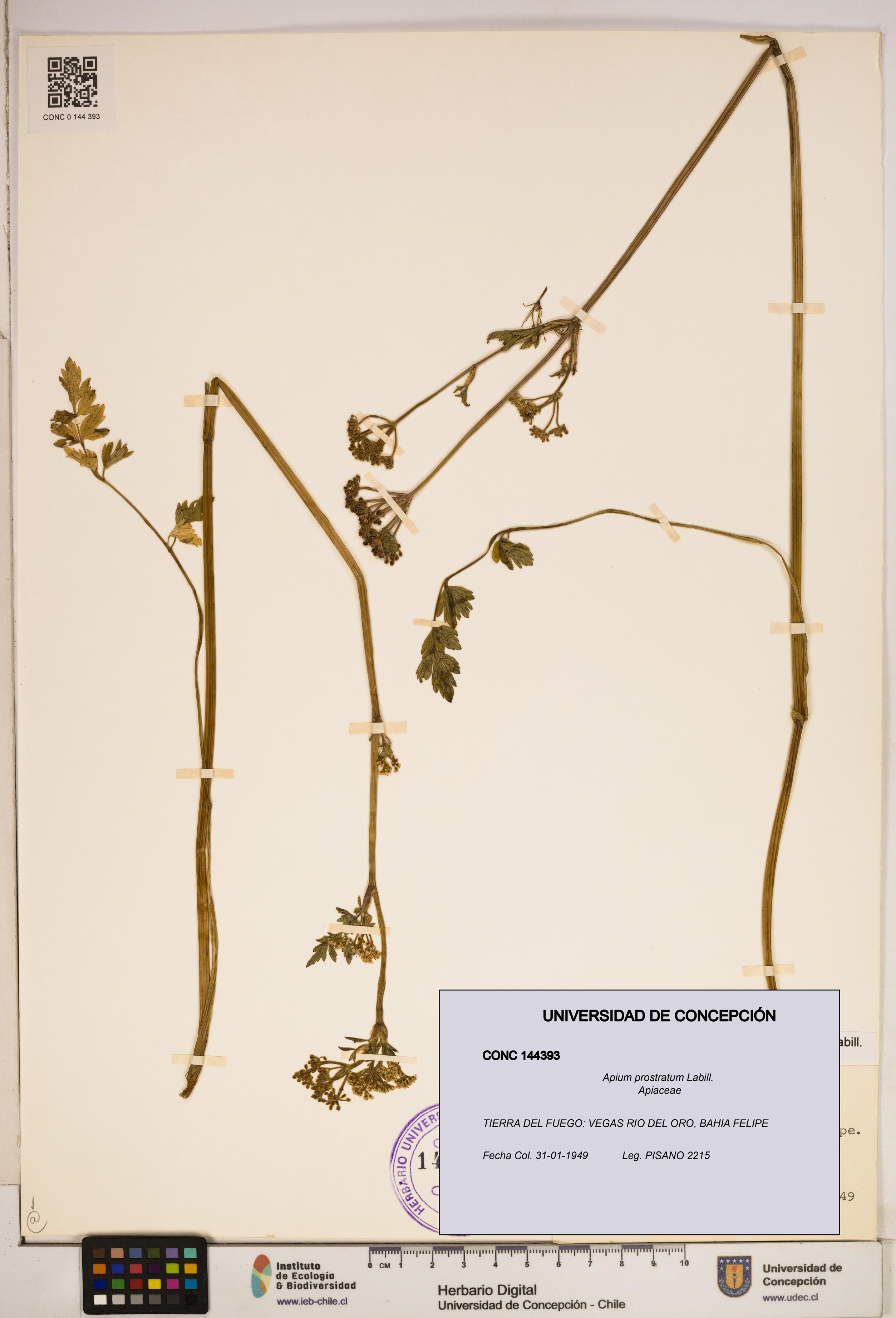 Apium prostratum [Espécimen: ]