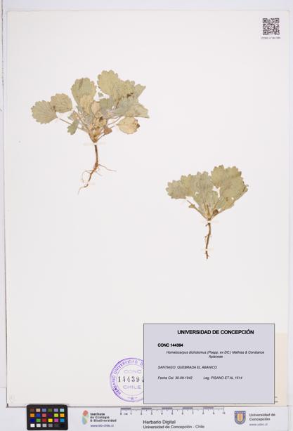 Homalocarpus dichotomus [Espécimen: ]