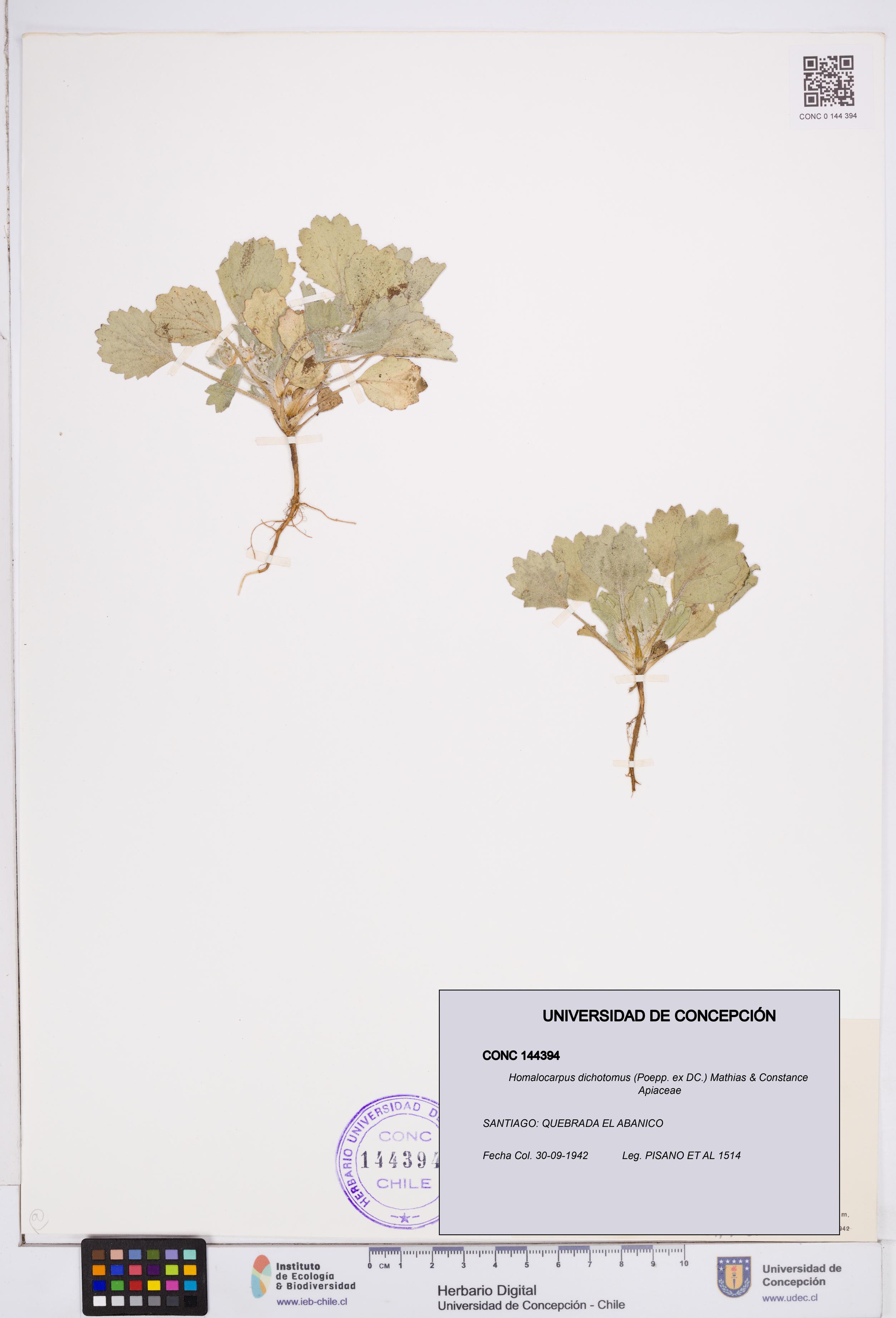 Homalocarpus dichotomus [Espécimen: ]