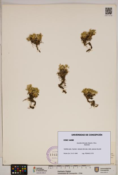 Azorella trifurcata [Espécimen: ]