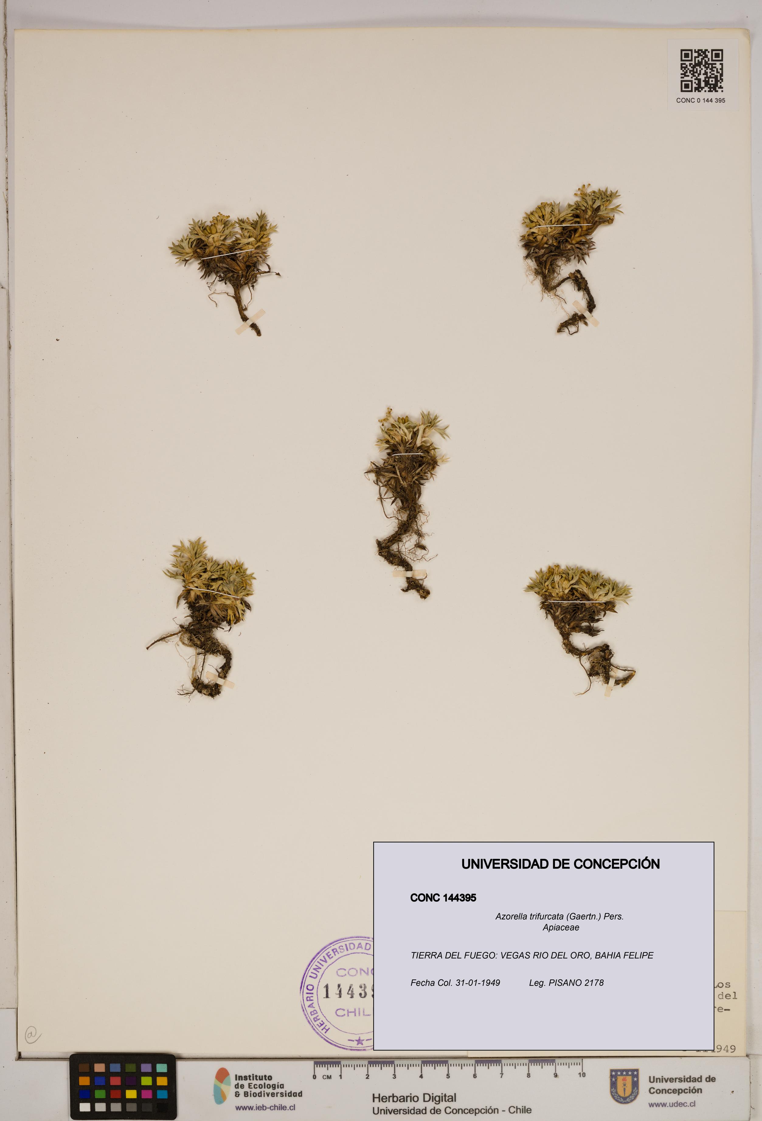 Azorella trifurcata [Espécimen: ]