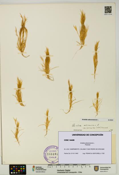 Aristida adscensionis [Espécimen: UDEC:CONC:0144406]