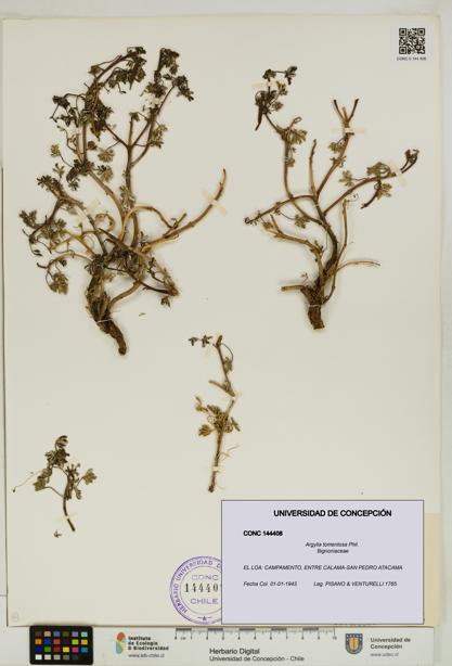 Argylia tomentosa [Espécimen: UDEC:CONC:0144408]