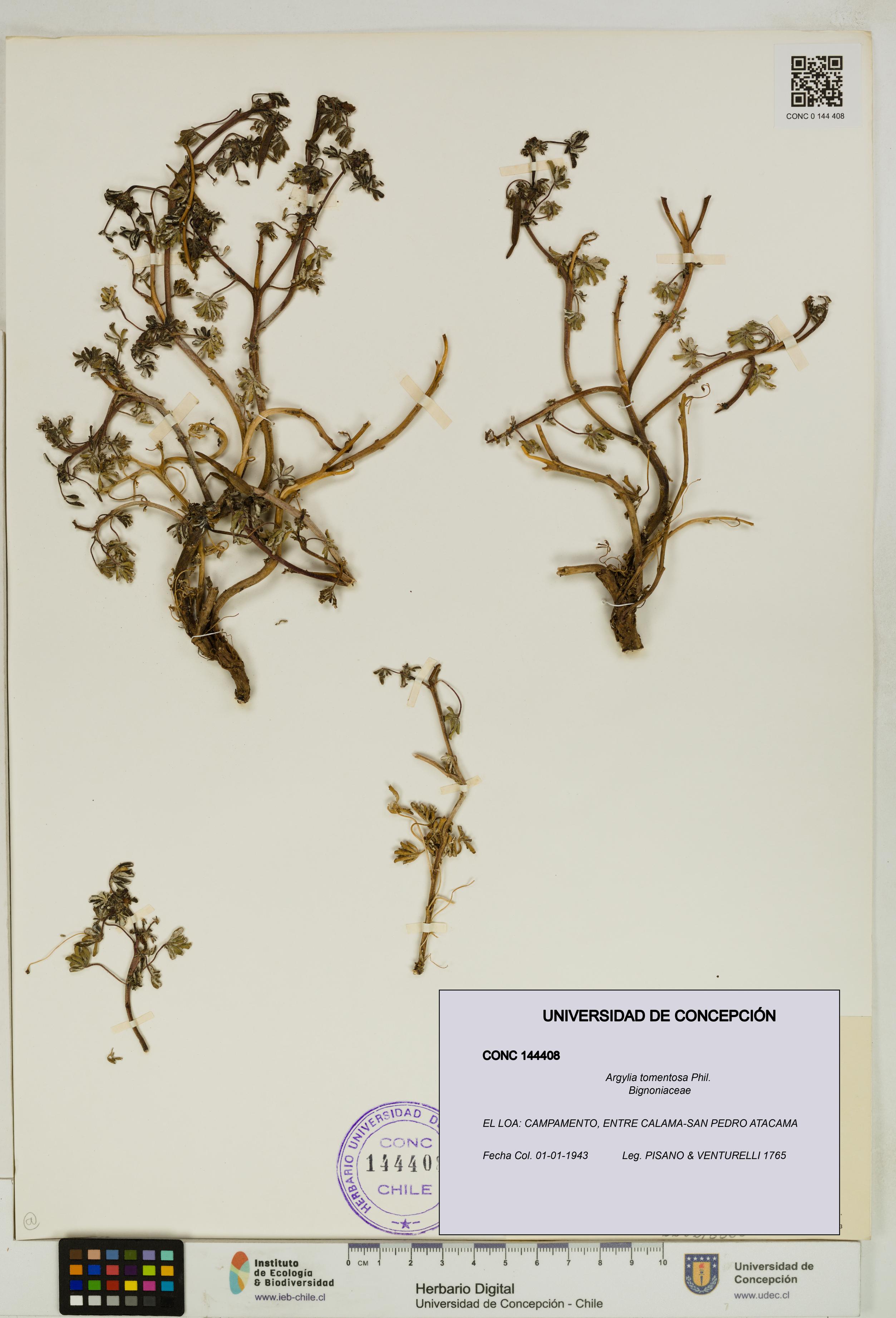 Argylia tomentosa [Espécimen: UDEC:CONC:0144408]