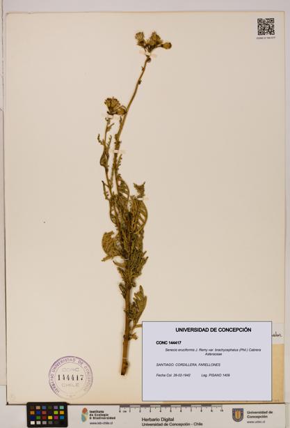 Senecio eruciformis var. brachycephalus [Espécimen: UDEC:CONC:0144417]