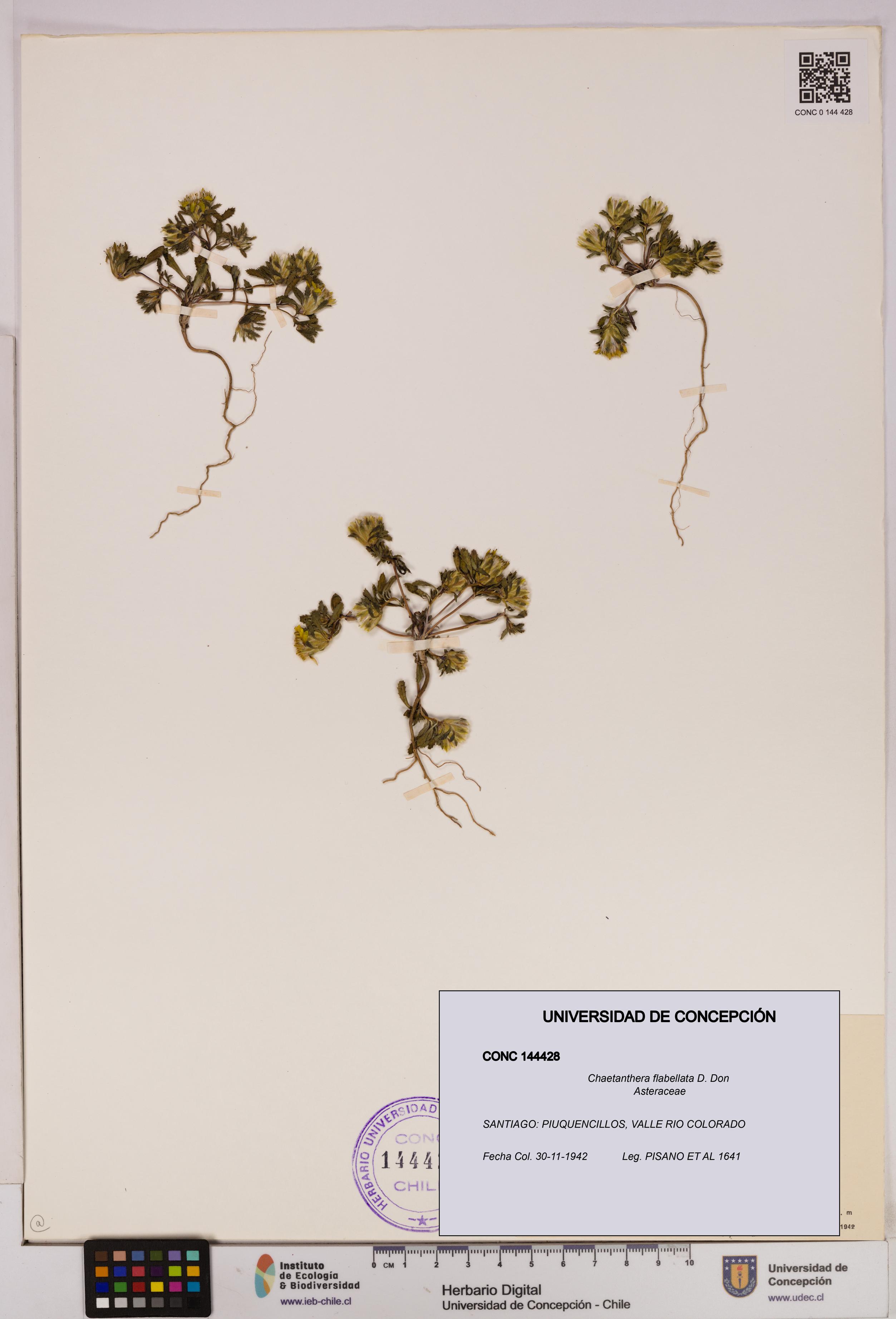 Chaetanthera flabellata [Espécimen: UDEC:CONC:0144428]