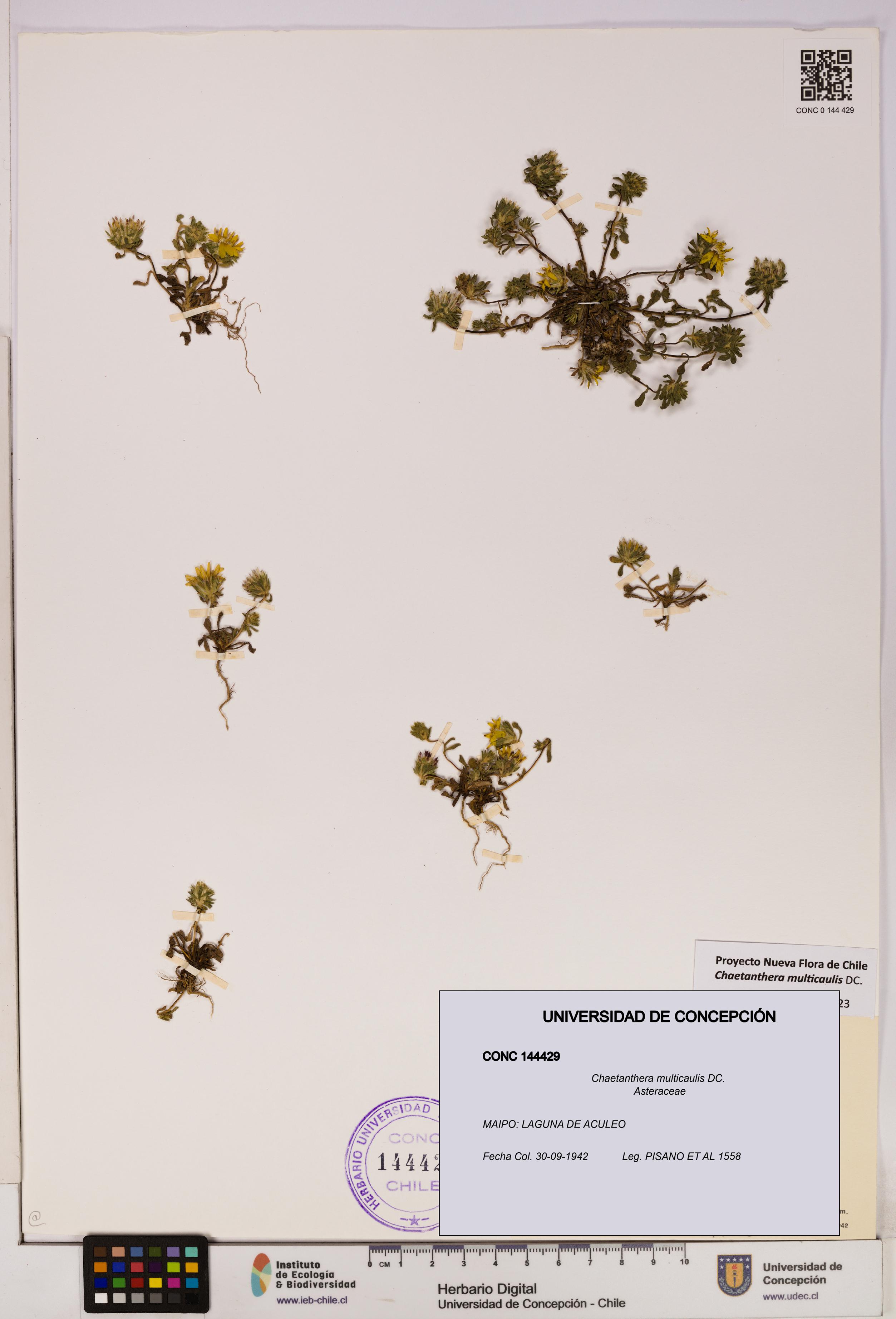 Chaetanthera multicaulis [Espécimen: UDEC:CONC:0144429]