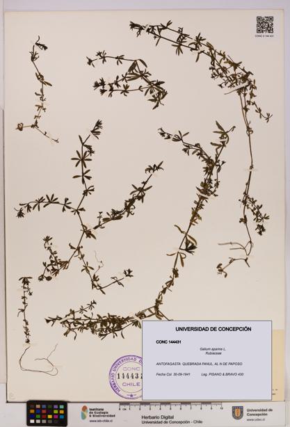 Galium aparine [Espécimen: UDEC:CONC:0144431]