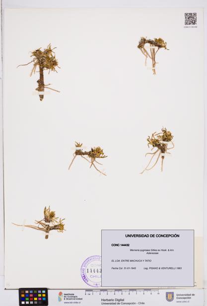 Werneria pygmaea [Espécimen: ]