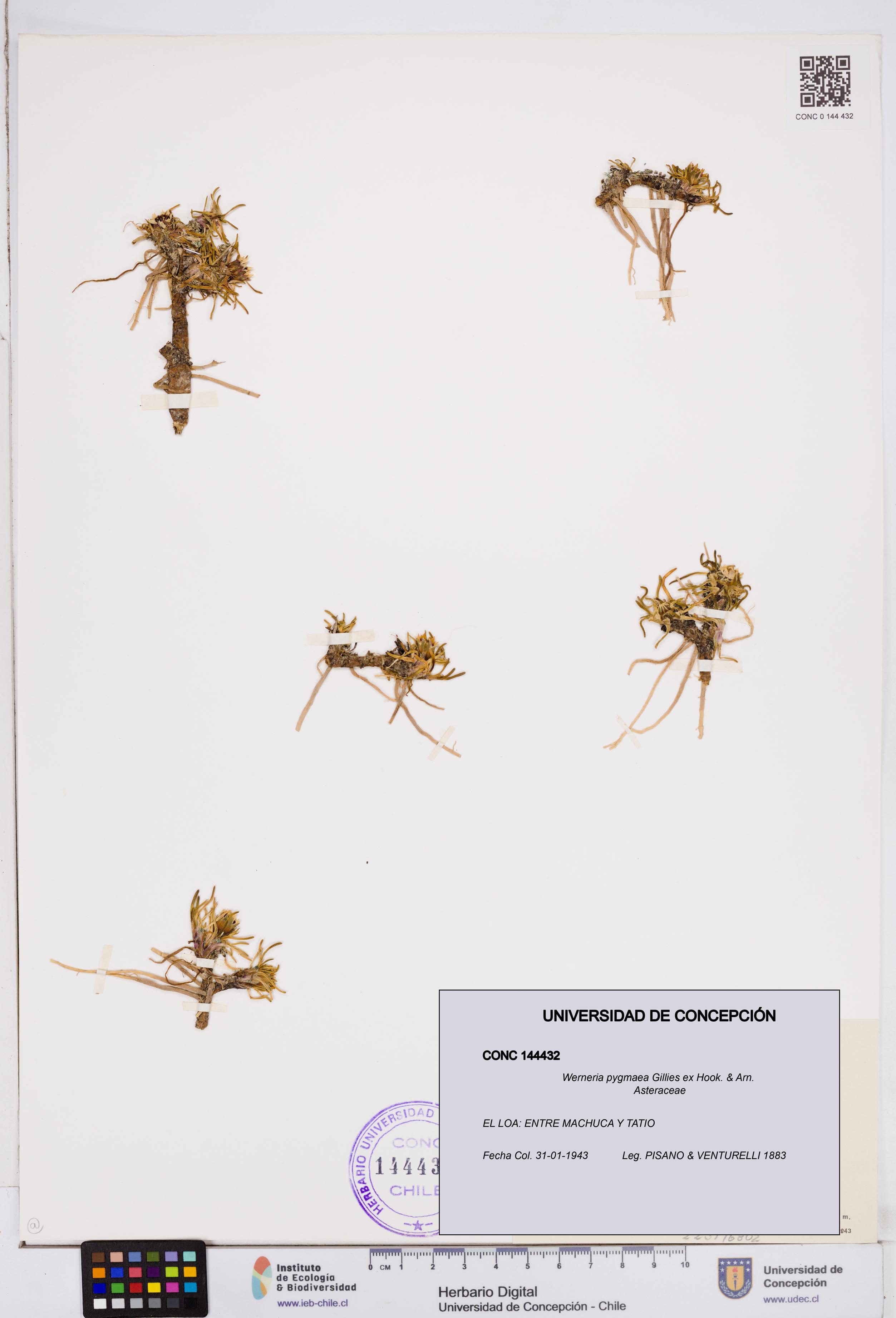Werneria pygmaea [Espécimen: ]