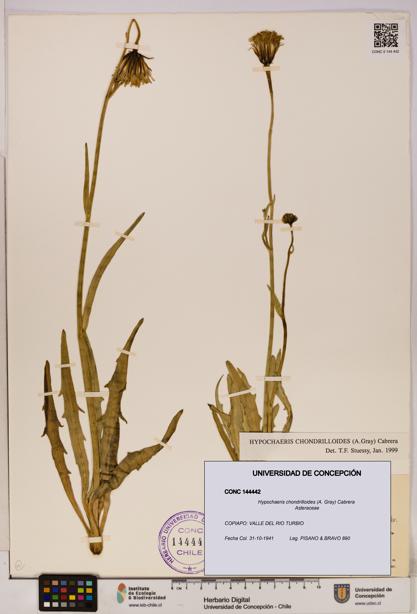 Hypochaeris chondrilloides [Espécimen: UDEC:CONC:0144442]