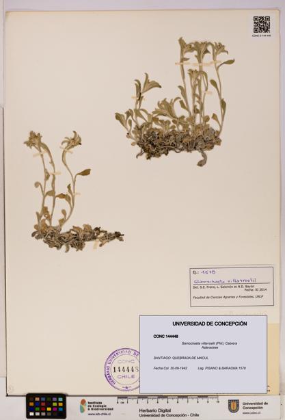 Gamochaeta villarroelii [Espécimen: UDEC:CONC:0144448]