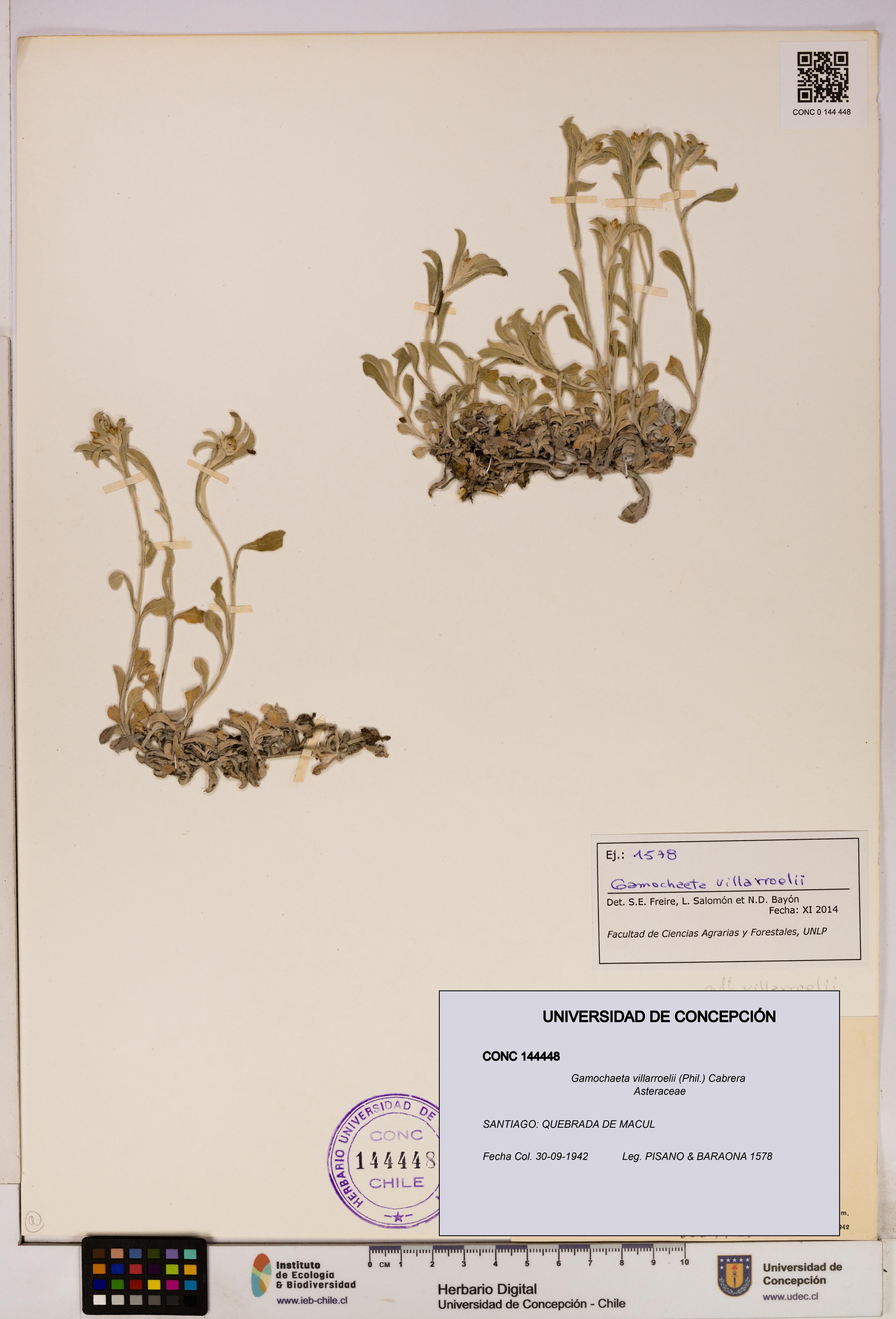 Gamochaeta villarroelii [Espécimen: UDEC:CONC:0144448]