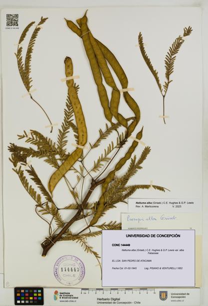 Neltuma alba var. alba [Espécimen: UDEC:CONC:0144449]