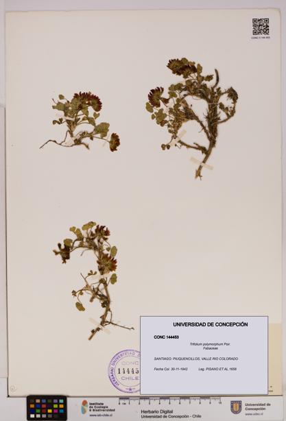Trifolium polymorphum [Espécimen: UDEC:CONC:0144453]