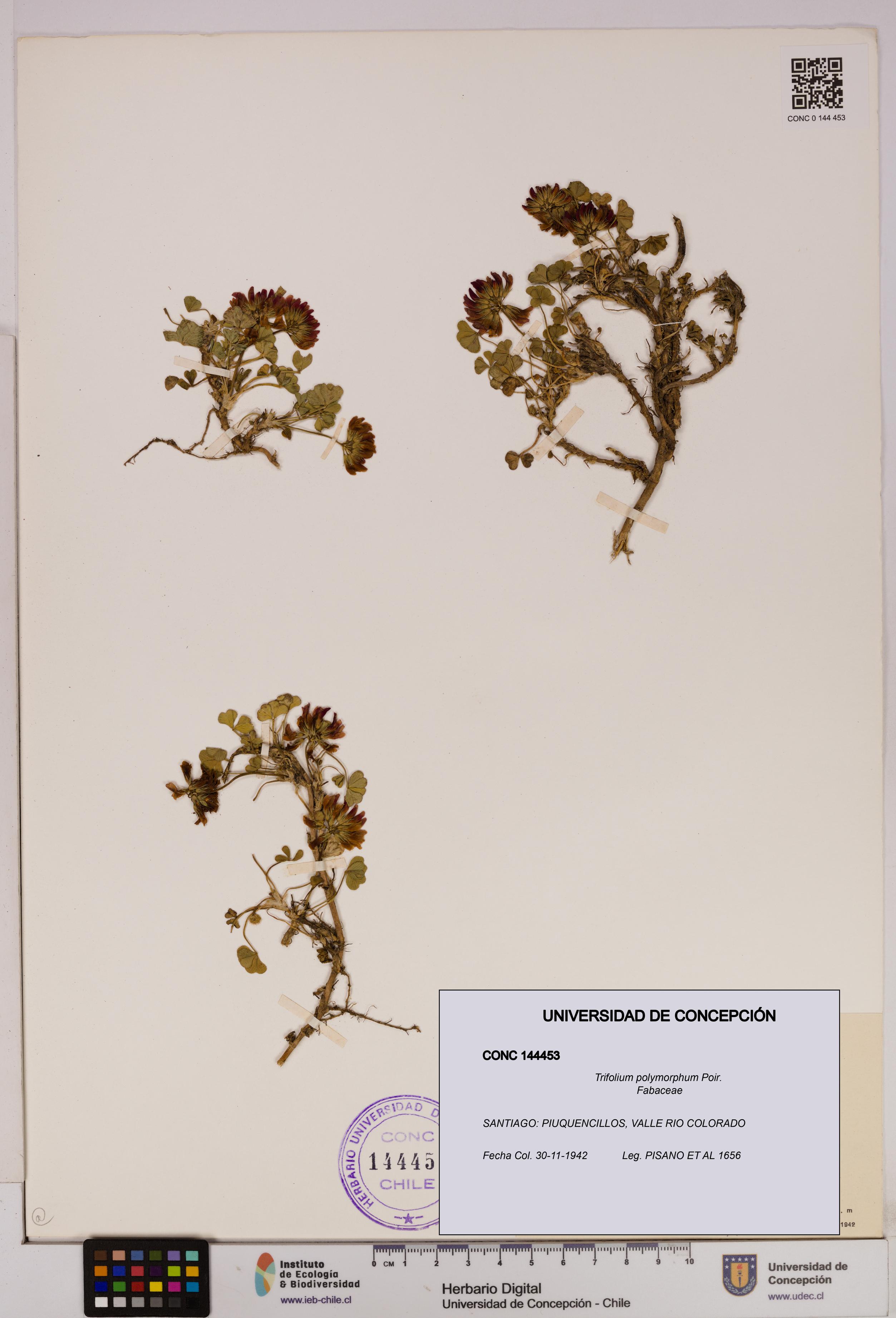 Trifolium polymorphum [Espécimen: UDEC:CONC:0144453]