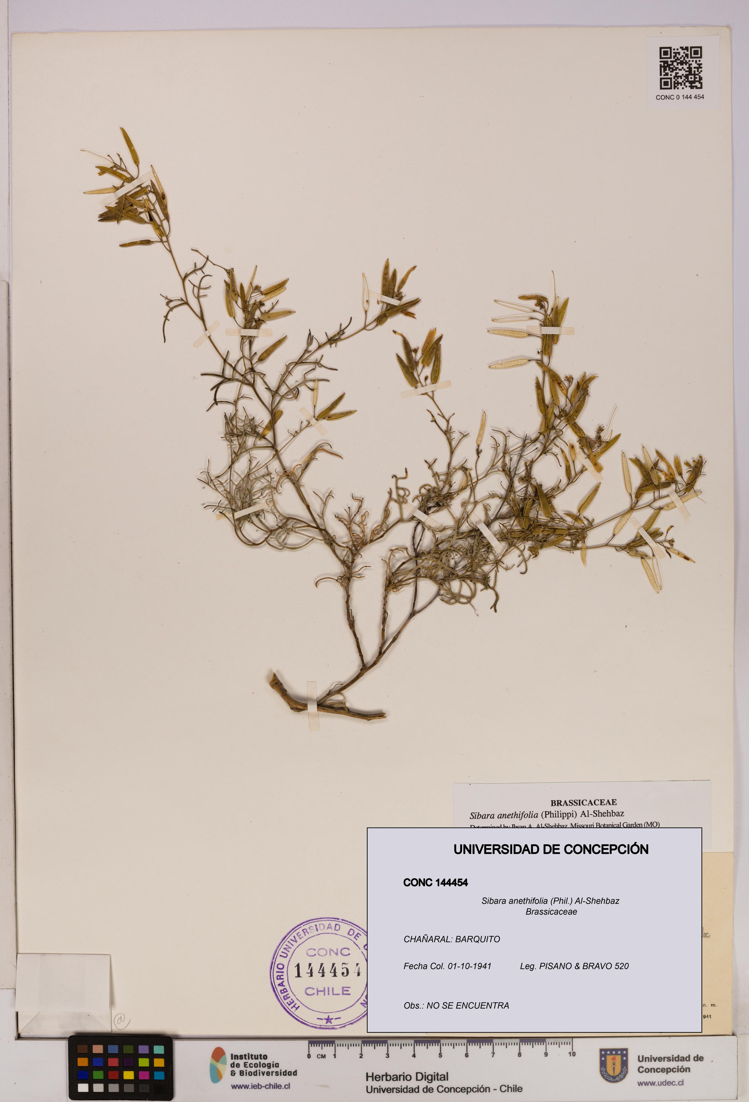 Sibara anethifolia [Espécimen: UDEC:CONC:0144454]