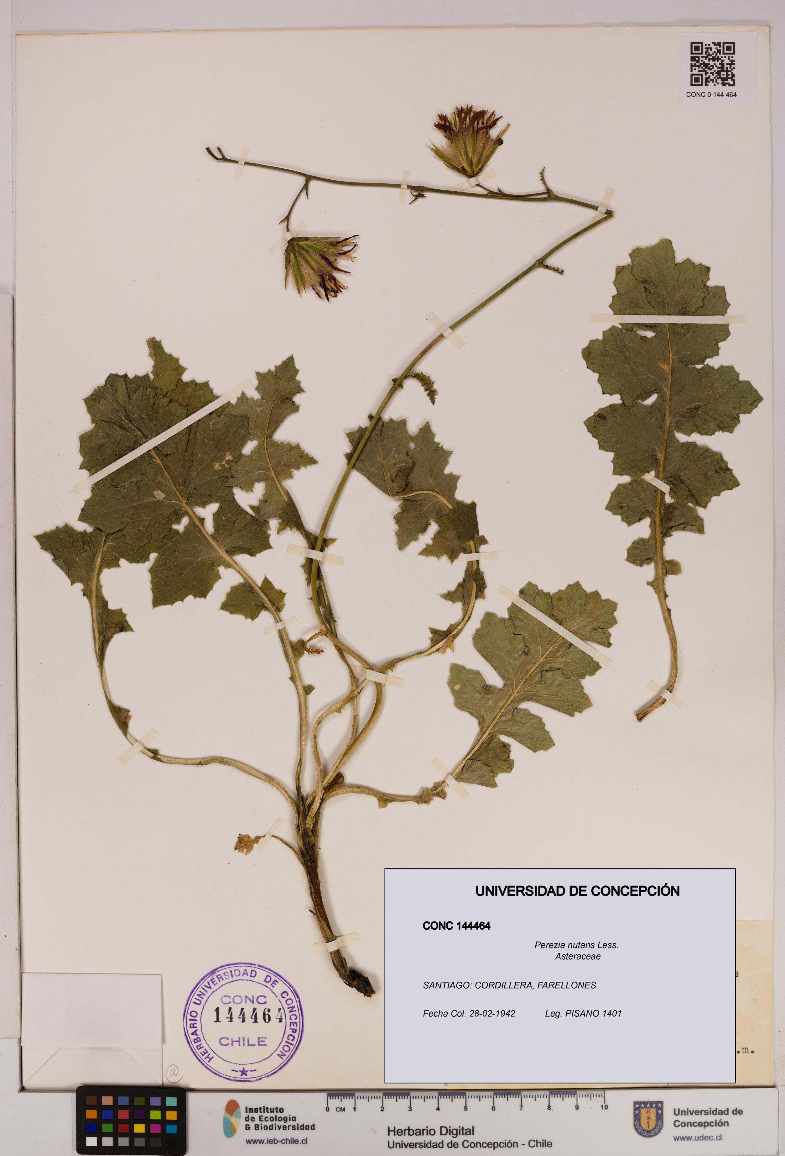 Perezia nutans [Espécimen: UDEC:CONC:0144464]