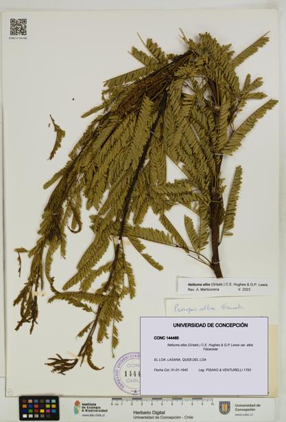 Neltuma alba var. alba [Espécimen: UDEC:CONC:0144465]