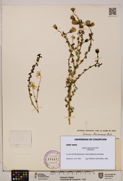 Senecio atacamensis [Espécimen: UDEC:CONC:0144472]