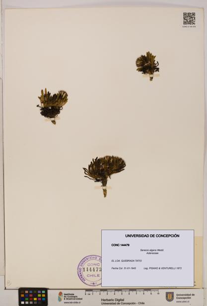 Senecio algens [Espécimen: UDEC:CONC:0144479]
