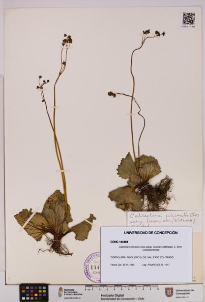 Calceolaria filicaulis [Espécimen: UDEC:CONC:0144494]