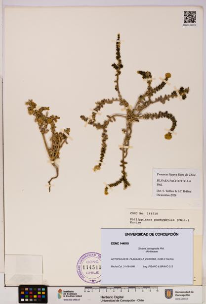 Silvaea pachyphylla [Espécimen: UDEC:CONC:0144510]