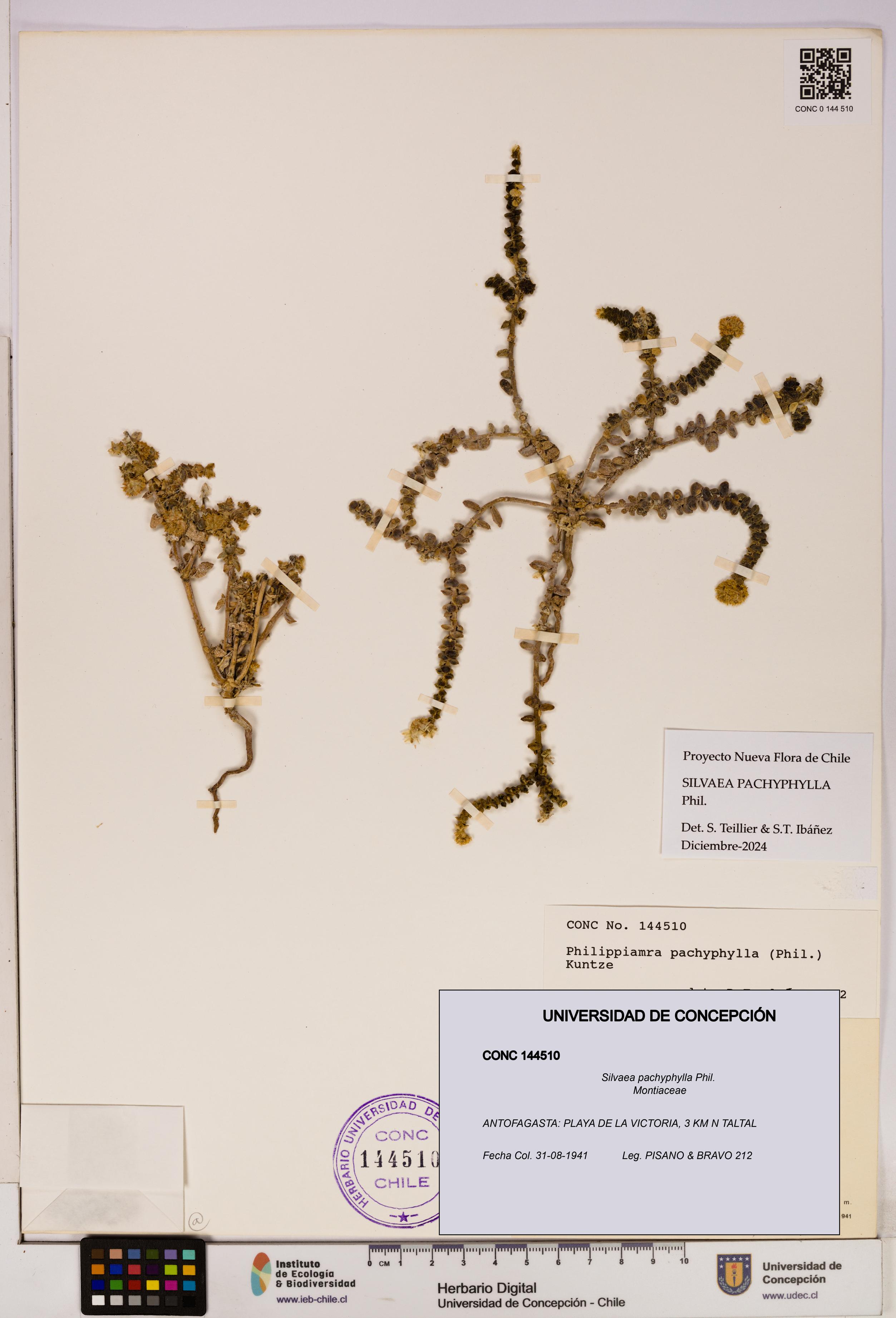 Silvaea pachyphylla [Espécimen: UDEC:CONC:0144510]