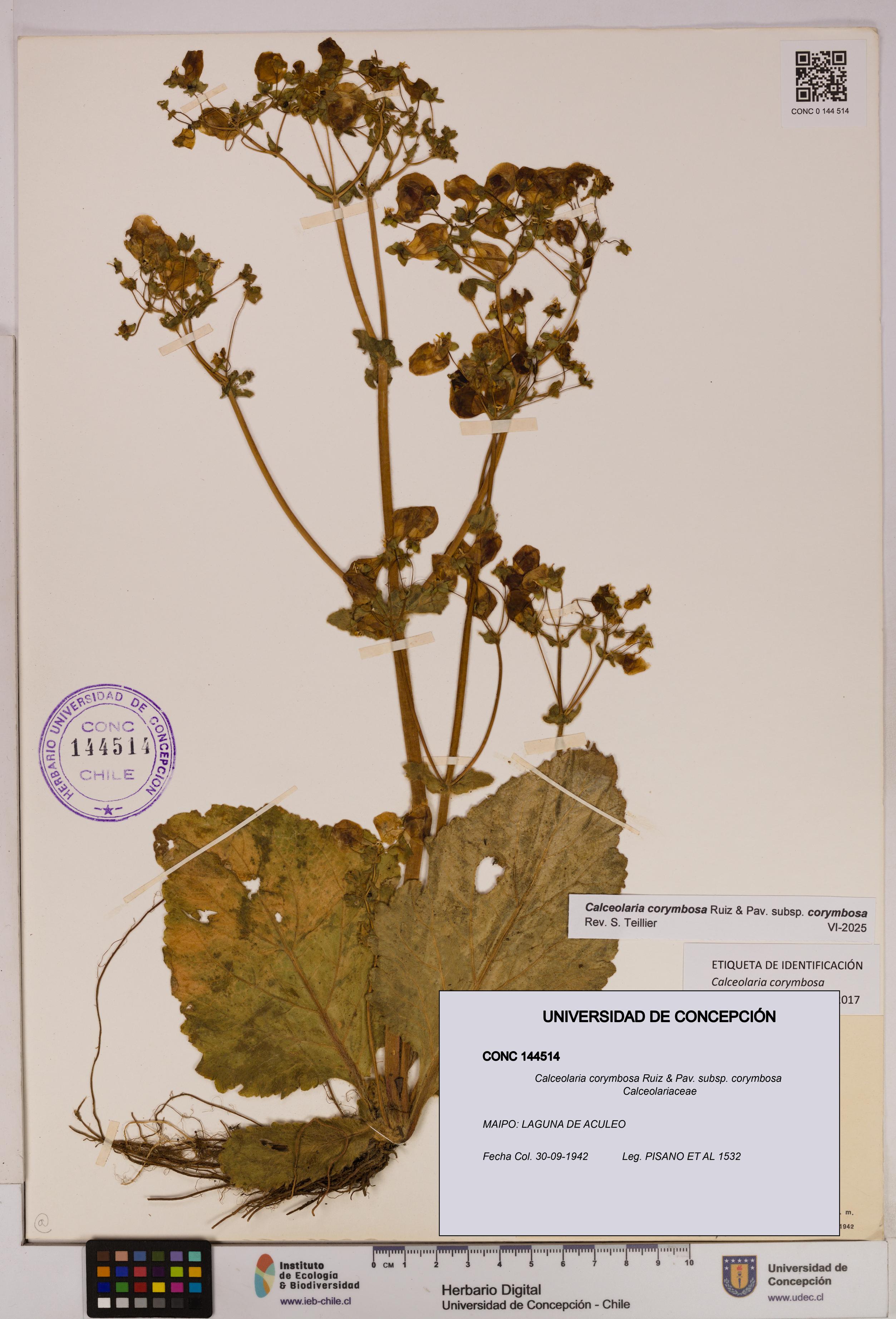 Calceolaria corymbosa [Espécimen: UDEC:CONC:0144514]
