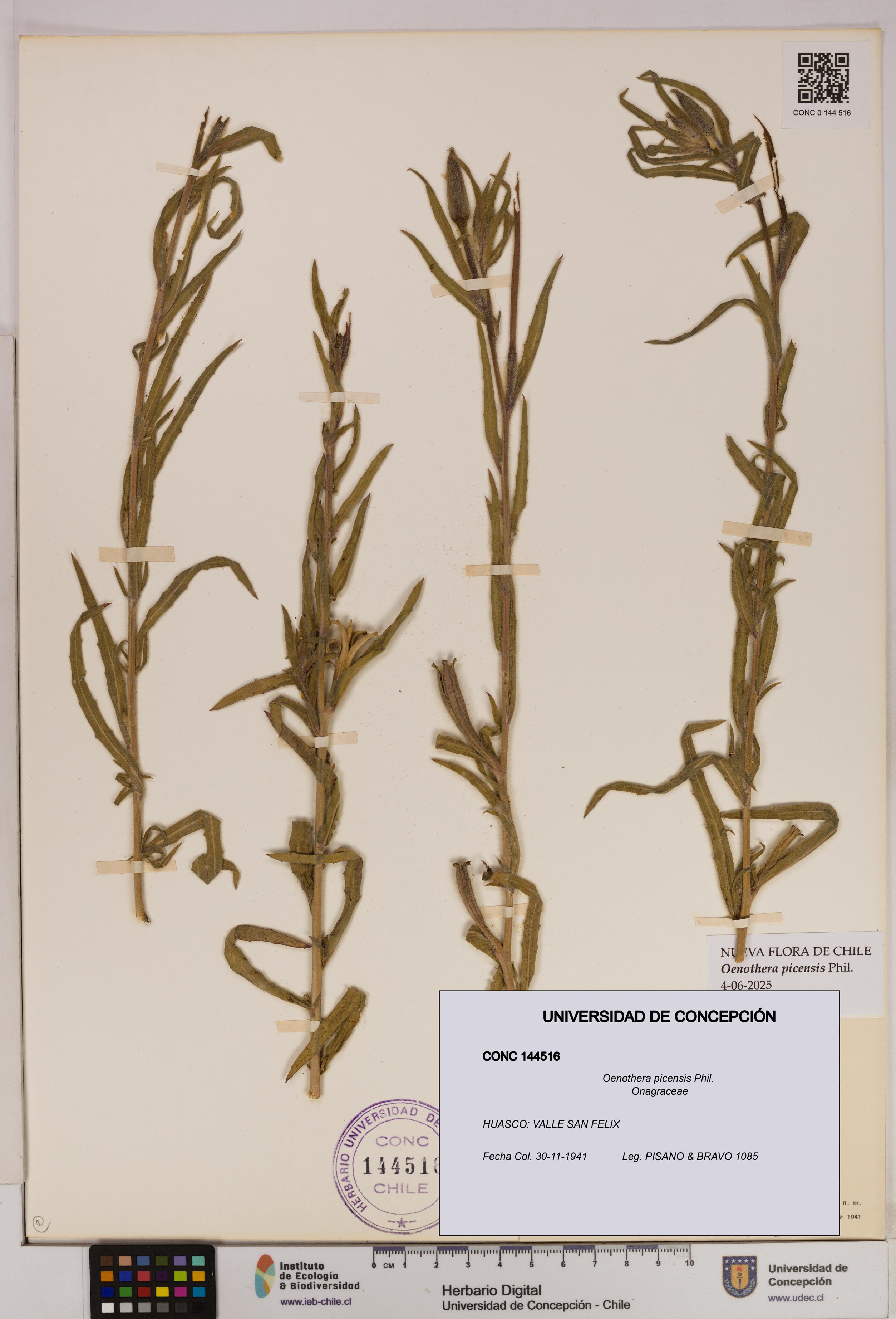 Oenothera picensis [Espécimen: UDEC:CONC:0144516]