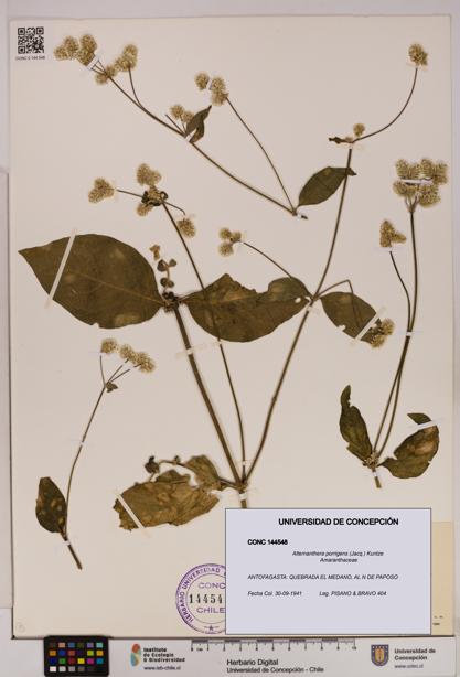 Alternanthera porrigens [Espécimen: UDEC:CONC:0144548]