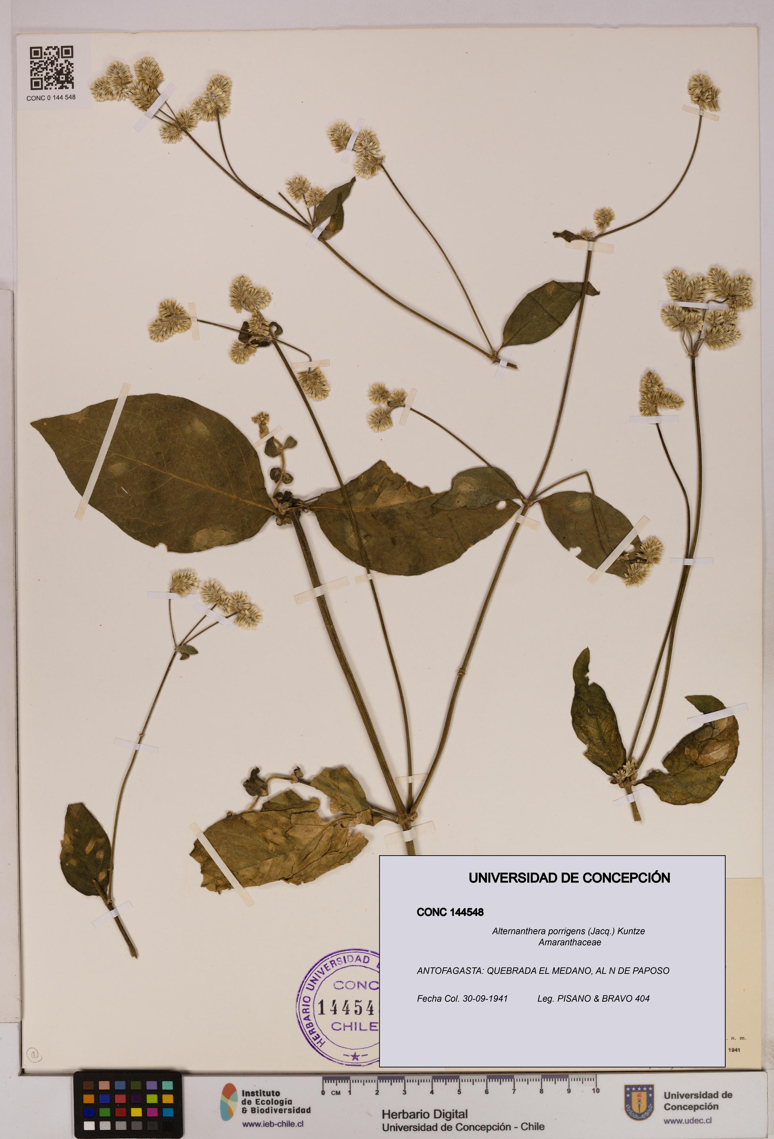 Alternanthera porrigens [Espécimen: UDEC:CONC:0144548]