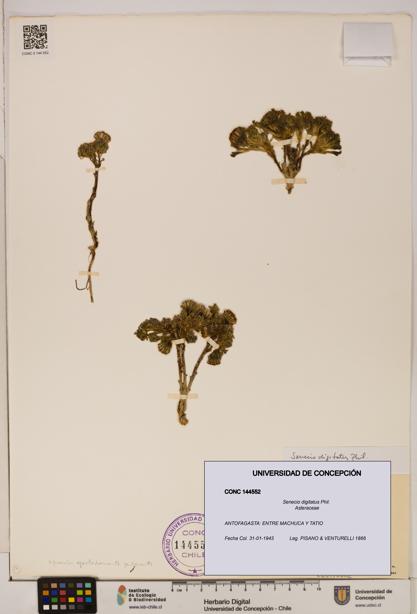 Senecio digitatus [Espécimen: UDEC:CONC:0144552]