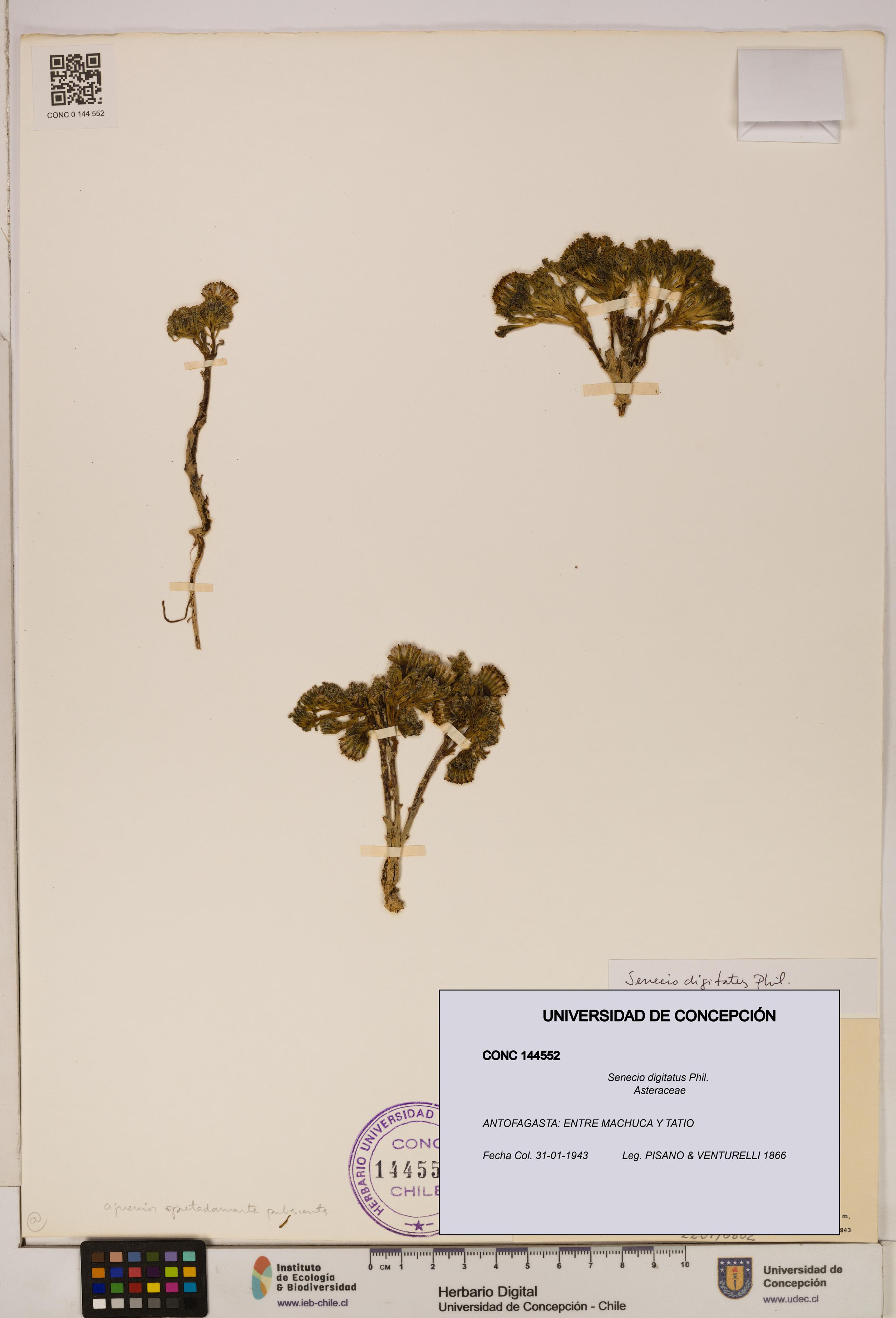 Senecio digitatus [Espécimen: UDEC:CONC:0144552]