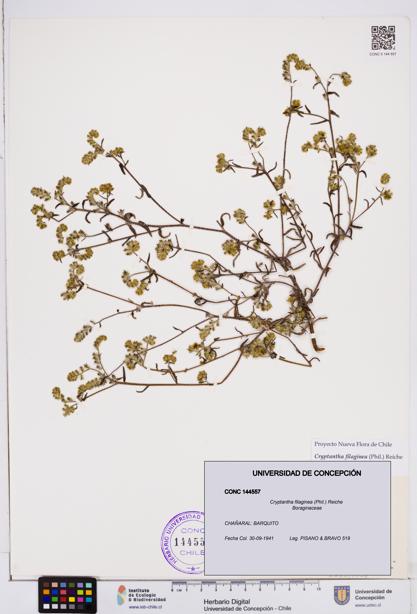 Cryptantha filaginea [Espécimen: ]