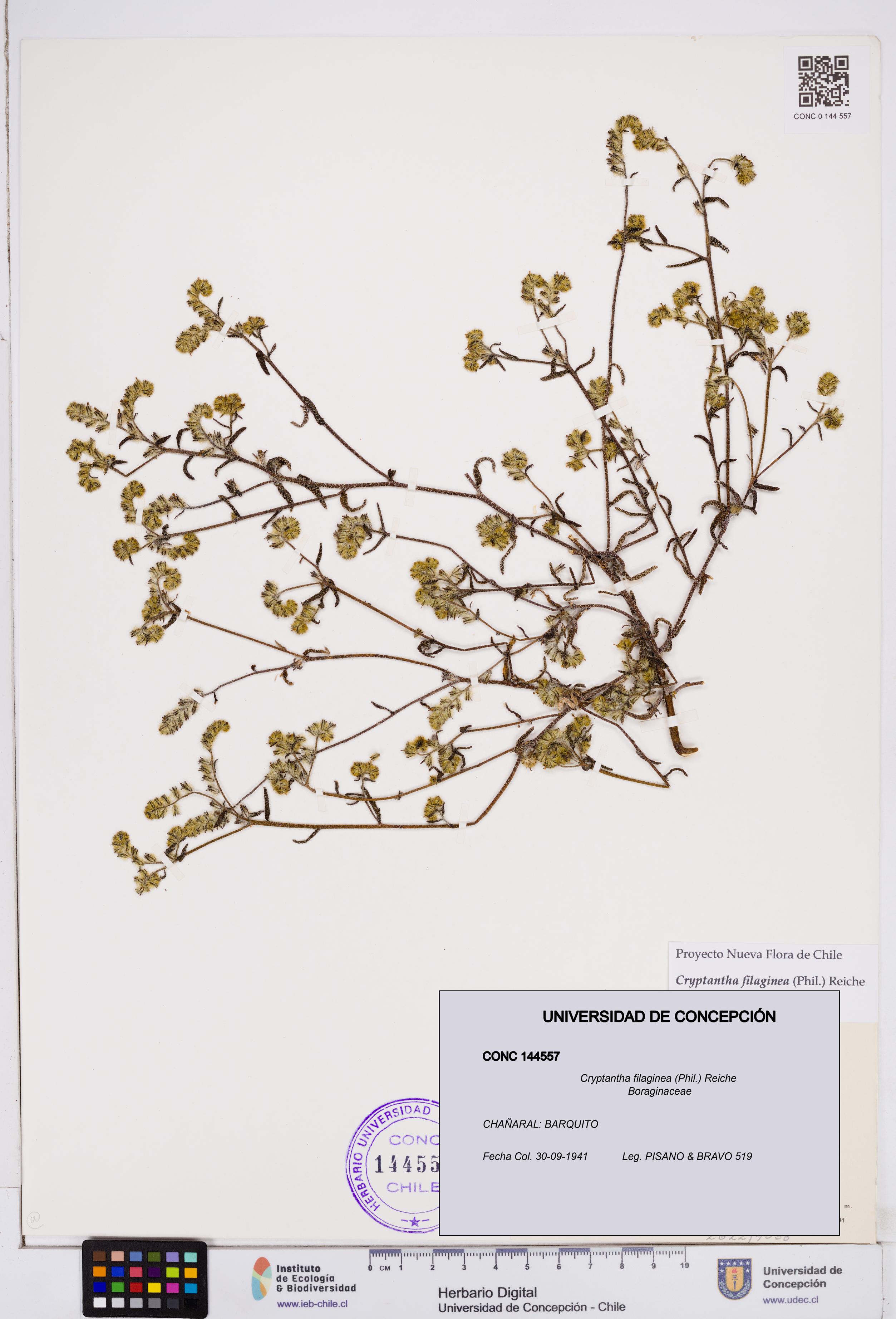 Cryptantha filaginea [Espécimen: ]