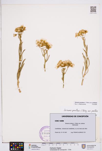 Senecio proteus var. proteus [Espécimen: ]